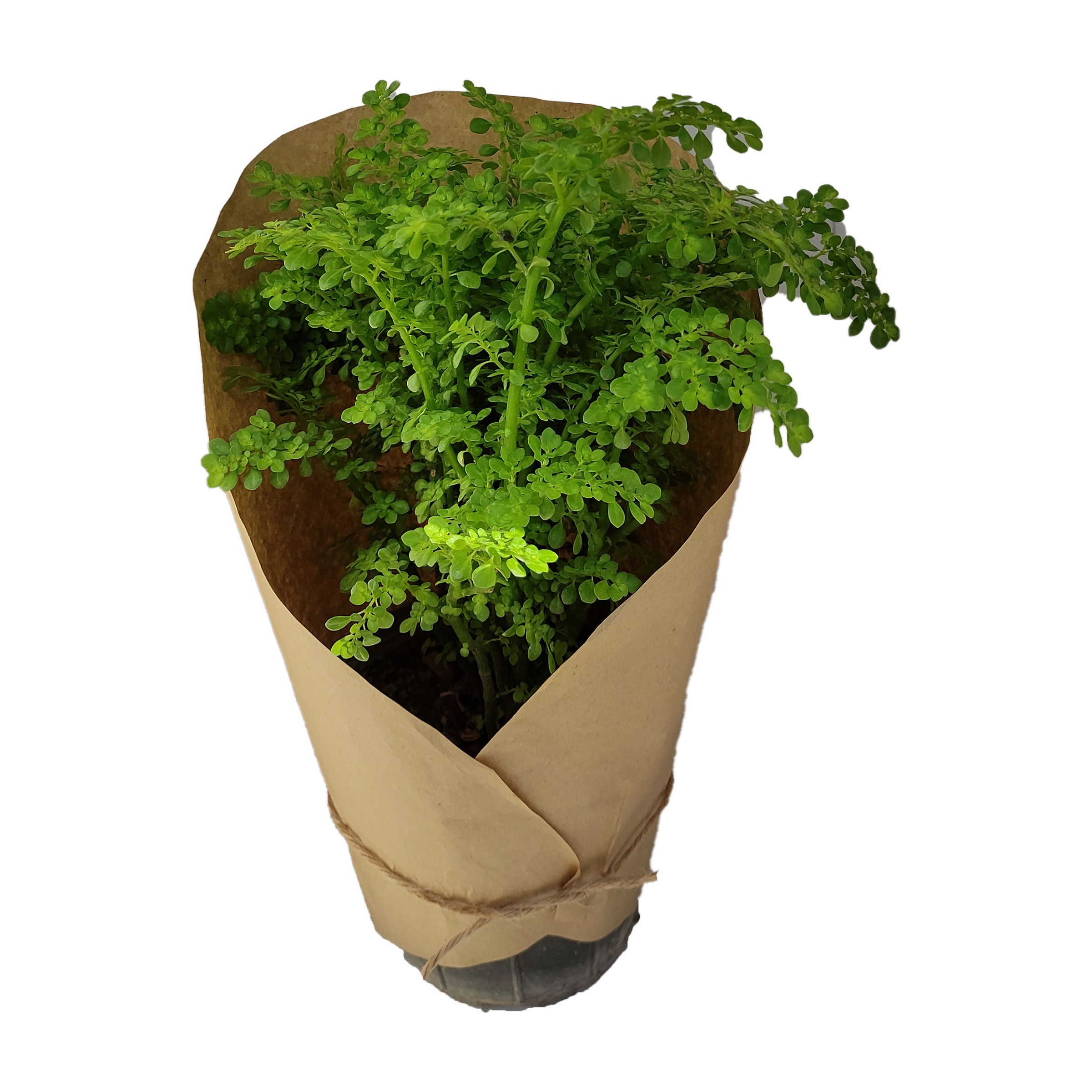 گیاه طبیعی ورنیا کد yt28 نهال و گیاهان آپارتمانی طلایی
