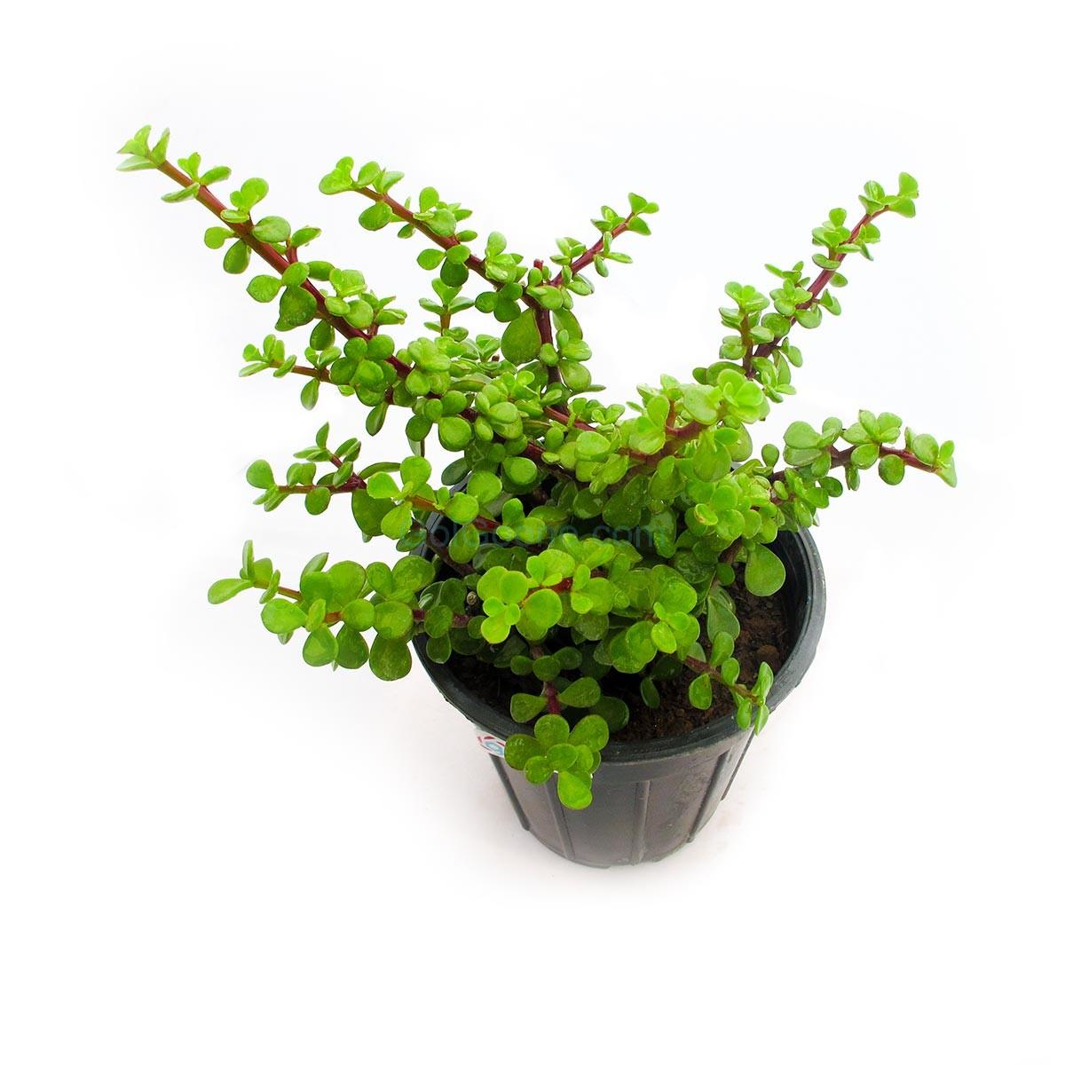 گیاه طبیعی ساکولنت مدل  خرفه ای کد s42 نهال و گیاهان آپارتمانی طلایی