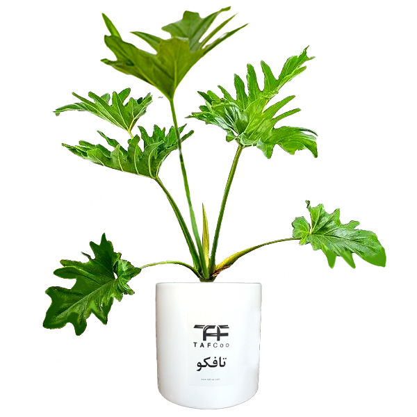 گل طبیعی برگ انجیری تافکو کد 2028 نهال و گیاهان آپارتمانی طلایی