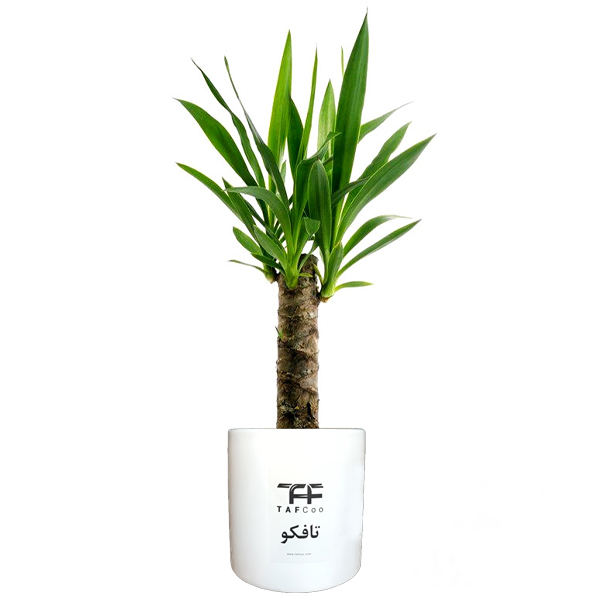 گیاه طبیعی یوکا تافکو مدل y1 نهال و گیاهان آپارتمانی طلایی