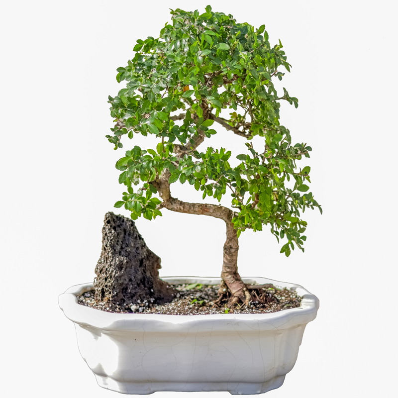 گیاه طبیعی بونسای نارون مدل elm-s نهال و گیاهان آپارتمانی طلایی