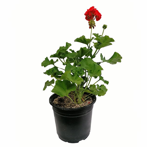 گیاه طبیعی شمعدانی هلندی مدل 5159955 نهال و گیاهان آپارتمانی طلایی