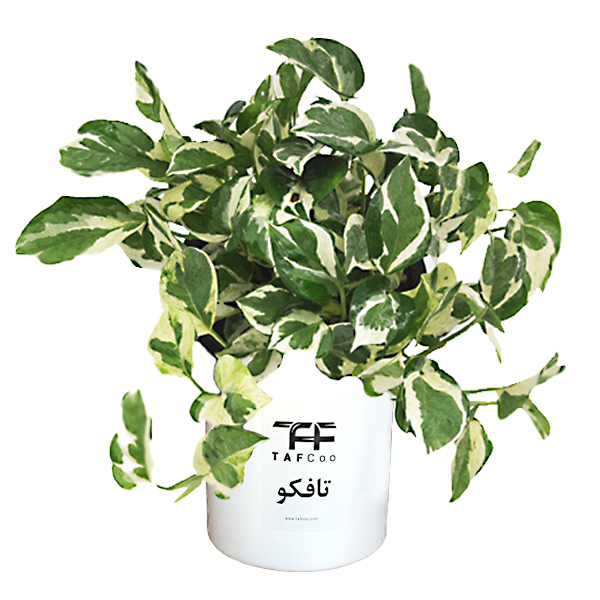 گیاه طبیعی پتوس تافکو مدل مینیاتوری کد 2037 نهال و گیاهان آپارتمانی طلایی