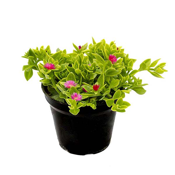 گل طبیعی ناز مدل AMS01 نهال و گیاهان آپارتمانی طلایی